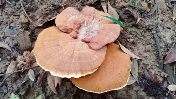 小記遊學高峰森林公園:研學路辨中草藥材,訪靈芝谷看林下經濟 小記遊學高峰森林公園:研學路辨中草藥材,訪靈芝谷看林下經濟