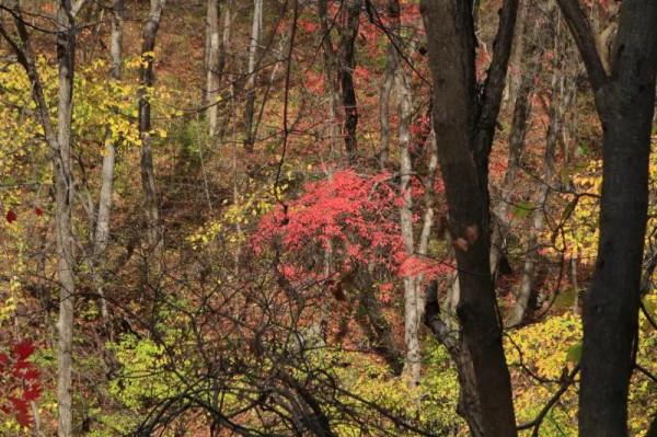 遼寧清原筐子溝楓葉正紅