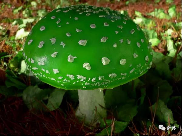 紅傘傘白杆杆，吃完一起躺闆闆：戰鬥民族也愛吃毒蘑菇？