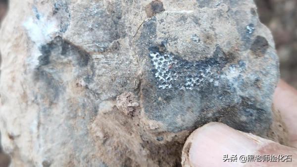 「化石探索」第10期:尋甸化石之旅(四) 「化石探索」第10期:尋甸化石之旅(四)