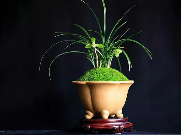 這種草是蕨類植物，能給蘭花鋪面，好看好養益處多，比苔蘚還好用