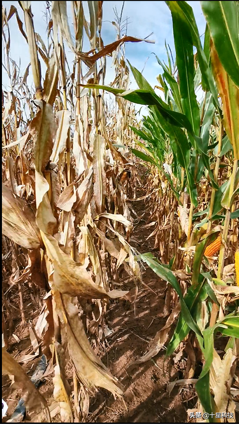 買玉米種子四注意（二）：同等條件下，千粒重越低，風險越大