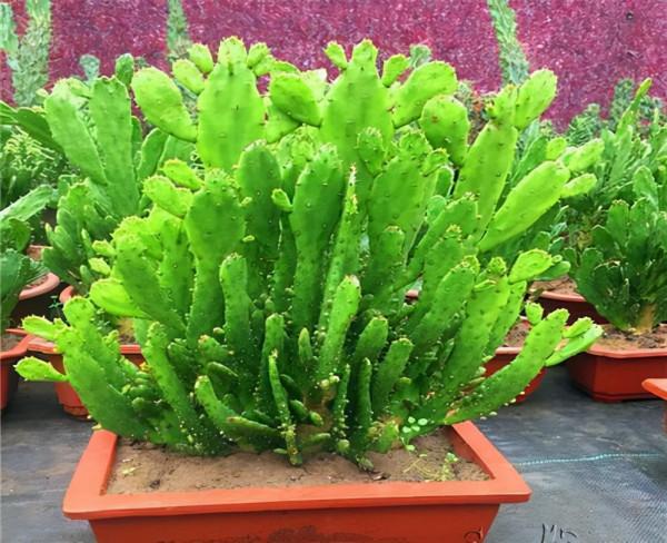 養千手觀音仙人掌,養護注意2個細節,輕鬆養出“千片掌” 養千手觀音仙人掌,養護注意2個細節,輕鬆養出“千片掌”