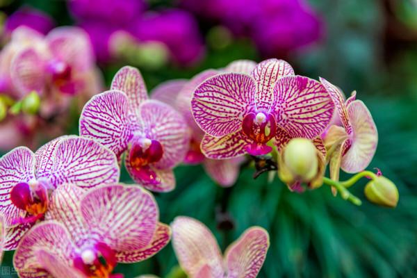 蘭花的根要怎麼養？做好這“5步”，蝴蝶蘭的根多又壯，年年開花