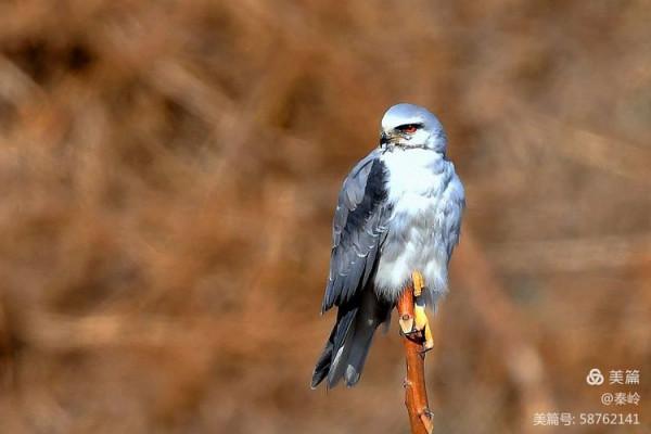 俊美空中小霸主“黑翅鳶”