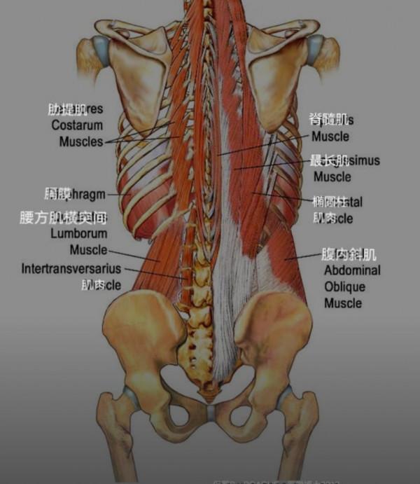 練瑜伽，關於核心的這些常識你一定要知道