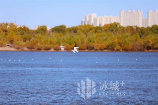 水豐魚蝦足 江鷗戀松江