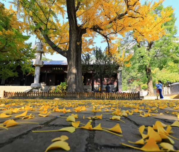 古剎金秋 醉美靈巖｜濟南靈巖寺的深秋，五彩斑斕，已美成油畫！