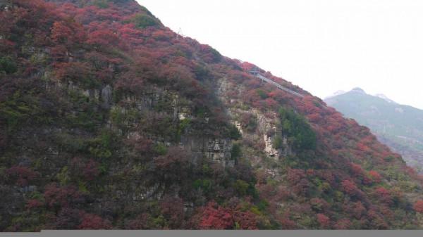 看萬山紅遍,層林盡染(2)——青州天賜山賞紅葉 看萬山紅遍,層林盡染(2)——青州天賜山賞紅葉