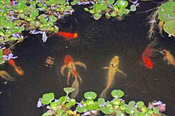 死水魚塘如何養魚賺錢？垂釣最賺錢，汙水也一樣能養魚