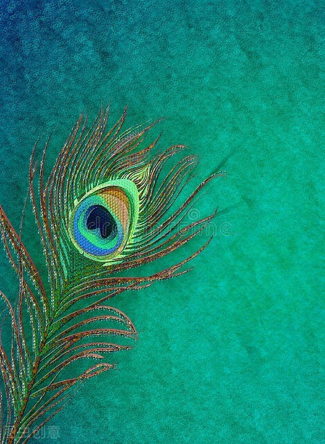 手機桌布‖美麗的孔雀