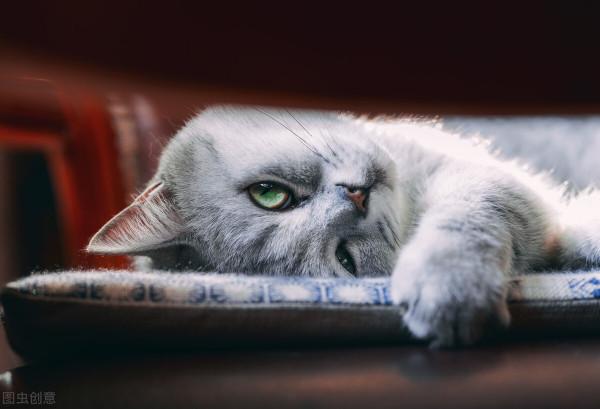 貓咪為什麼會咬你,都是你的‘自以為是’害了你 貓咪為什麼會咬你,都是你的‘自以為是’害了你