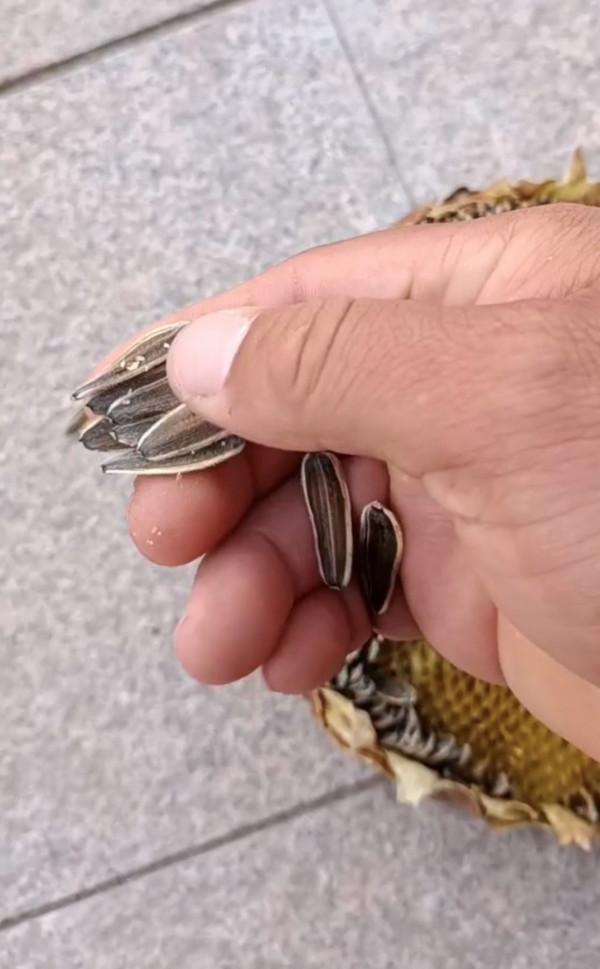 辛苦小半年 內蒙古一農戶葵花空癟超70% 辛苦小半年 內蒙古一農戶葵花空癟超70%