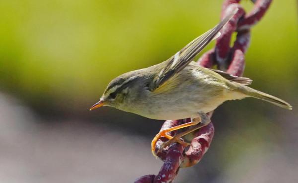 喜歡拍鳥就不要誘鳥 喜歡拍鳥就不要誘鳥