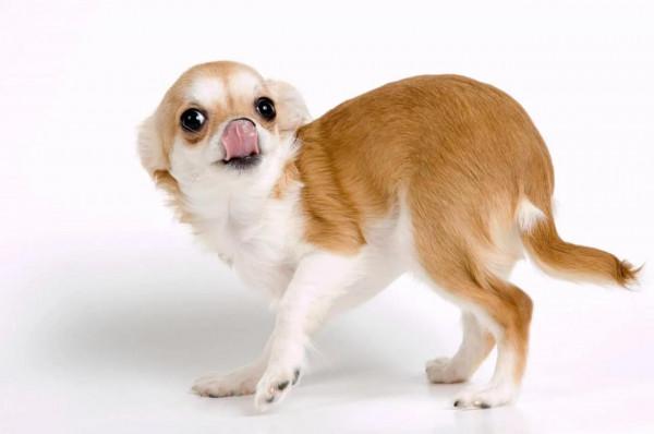 為何動物看見屠夫就害怕?難道屠夫身上真有“煞氣” 為何動物看見屠夫就害怕?難道屠夫身上真有“煞氣”