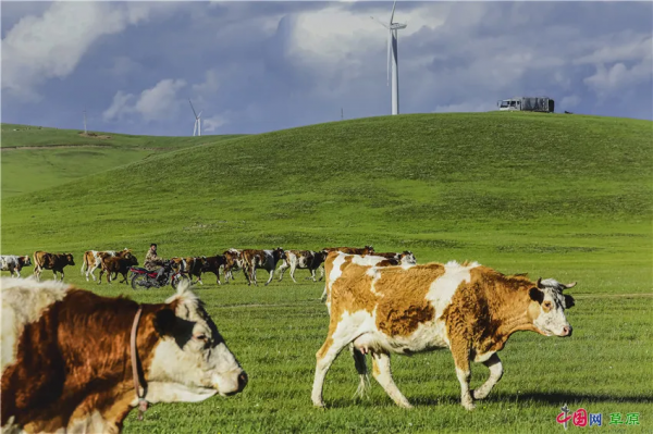 行攝草原丨盛夏走進清涼草原 感受悠閒夏日時光 行攝草原丨盛夏走進清涼草原 感受悠閒夏日時光