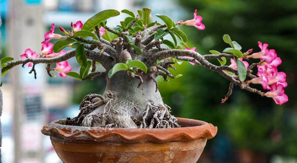 6種可以養成樹的&OpenCurlyDoubleQuote;多肉&rdquo;，地方大定要養一盆，越大越漂亮