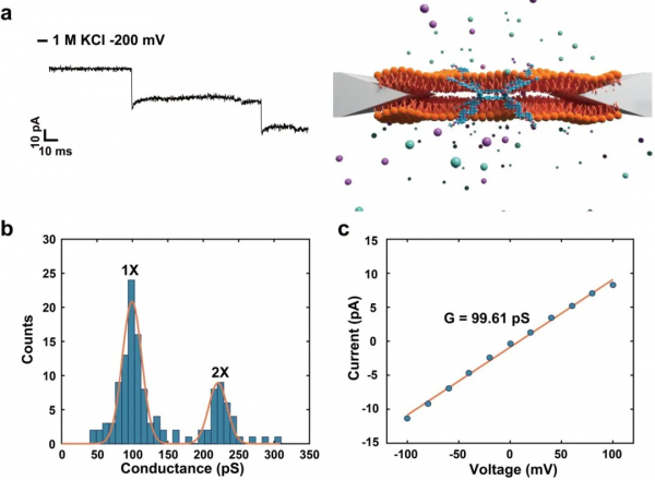 浙江大學馮建東課題組：穩定的大環分子奈米孔離子傳導器件