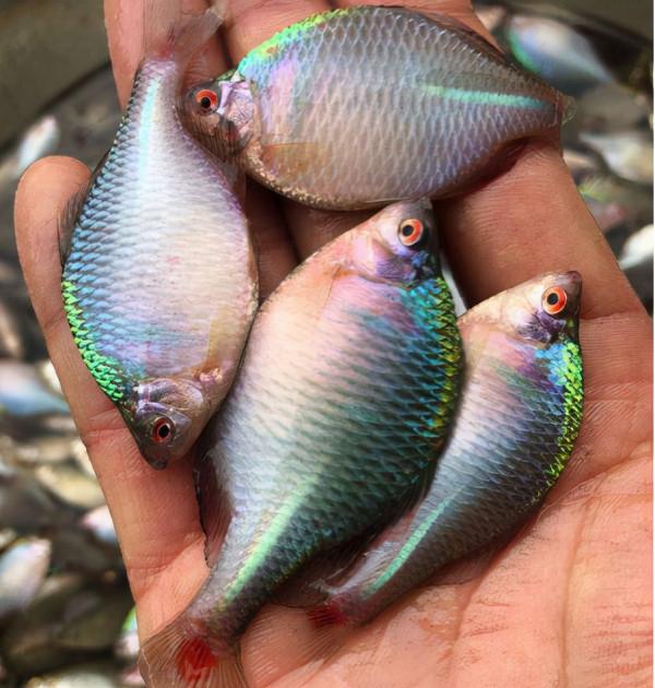 此魚長不大，繁殖離不開河蚌，曾因味苦而被嫌棄，如今10元一條