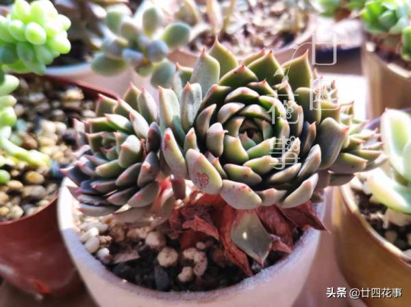 秋天養多肉,運用3要素合理虐養,適當“進補”,養出果凍小胖墩 秋天養多肉,運用3要素合理虐養,適當“進補”,養出果凍小胖墩