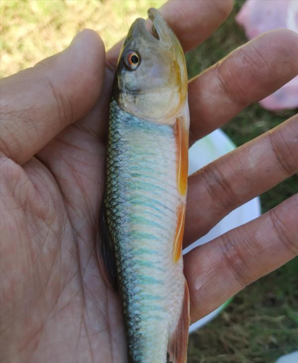 這才是釣魚人的快樂!1斤多的黃金鯽,連了18竿…… 這才是釣魚人的快樂!1斤多的黃金鯽,連了18竿……