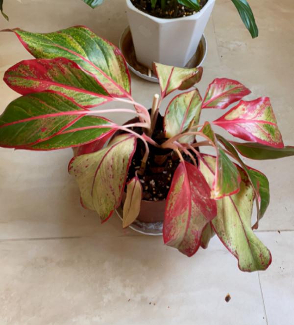 秋天植物甦醒後，重點防爛根，4個要點要做好