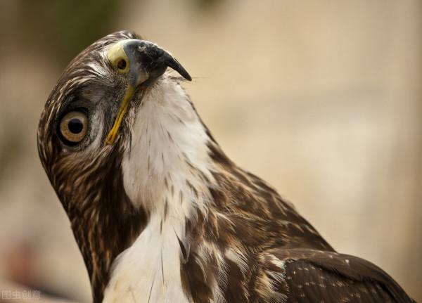憨叔聊齋，貓頭鷹和剃頭鼠兄妹的逆戀之謎