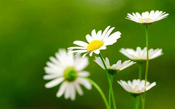 為人硬氣又有骨氣的星座，外表看似溫和但也不好欺負