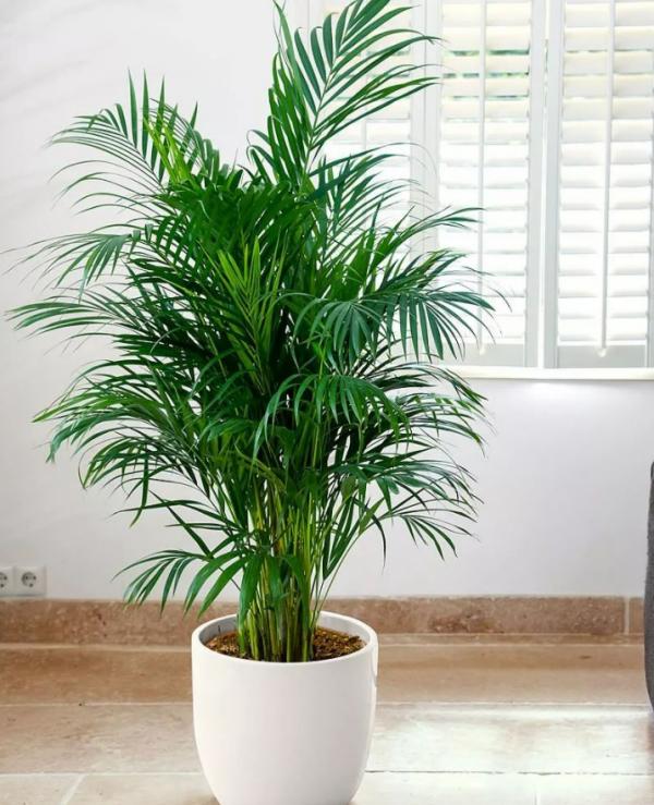 壹舍裝修：電視背景牆最合適擺放哪些植物？