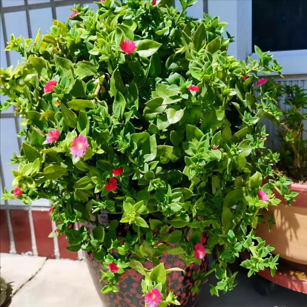 3種花能“養人”!能“吃”還能觀賞!可涼拌可泡茶,你家有沒有 3種花能“養人”!能“吃”還能觀賞!可涼拌可泡茶,你家有沒有