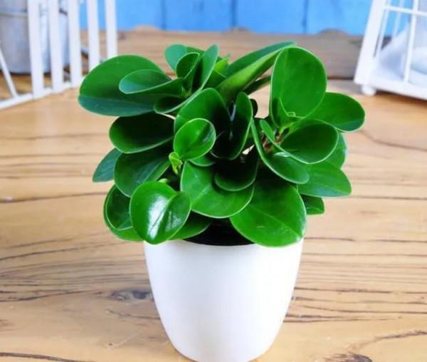 100種觀葉植物 | No.8 豆瓣綠養護攻略 100種觀葉植物 | No.8 豆瓣綠養護攻略