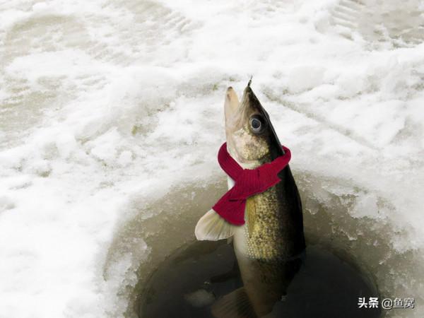 魚是怎麼越冬的？