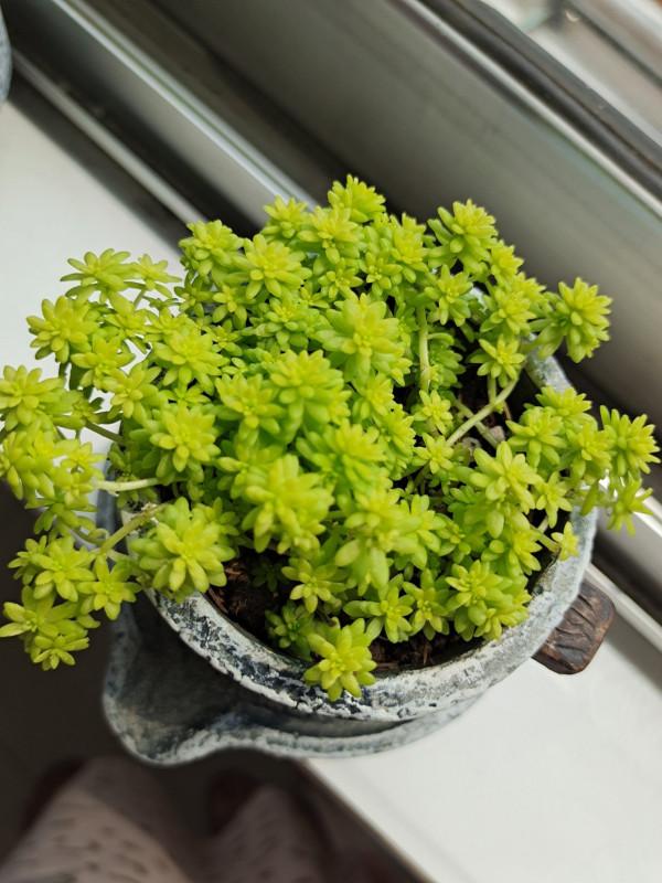 發現一戶人家，大冬天陽臺的“多肉”，長成了“瀑布”，太壯觀了