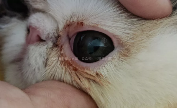 加菲貓角膜潰瘍，眼睛有凹陷的治療