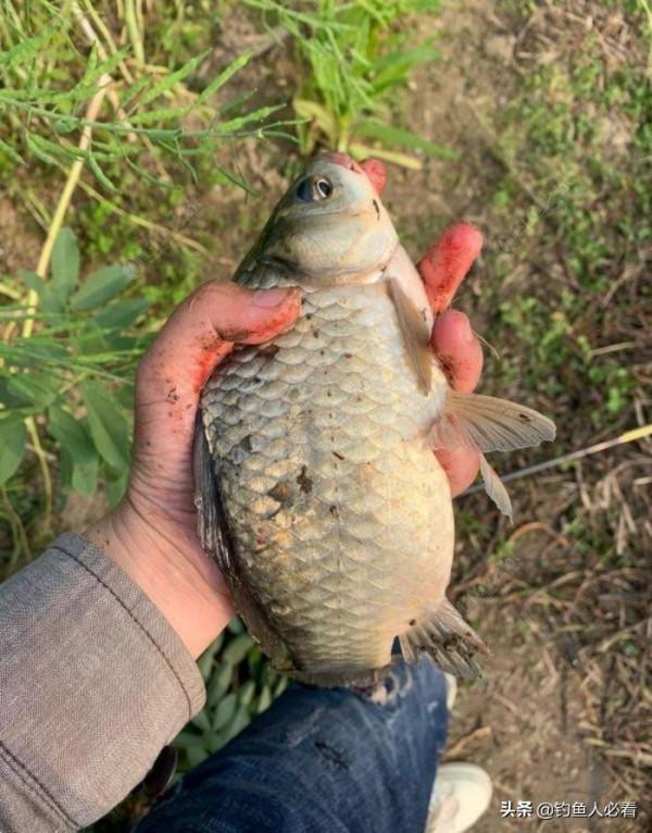 自制釣大板鯽神器“動態朝天鉤”試驗成功!和釣友們分享一下 自制釣大板鯽神器“動態朝天鉤”試驗成功!和釣友們分享一下