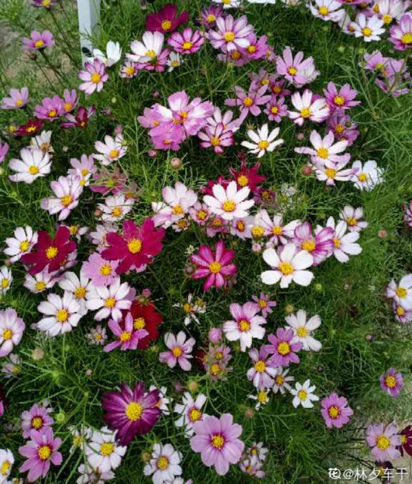 50種花春天播種，長滿小院子，能開一整年