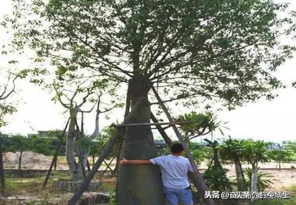 這是外國神樹?看看中國都曾引進過哪些?沒有對比就沒有傷害 這是外國神樹?看看中國都曾引進過哪些?沒有對比就沒有傷害
