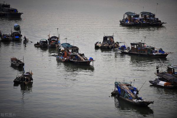 麥鯪侵入南方水系，30年成“珠江一哥”，真比羅非魚還難纏？