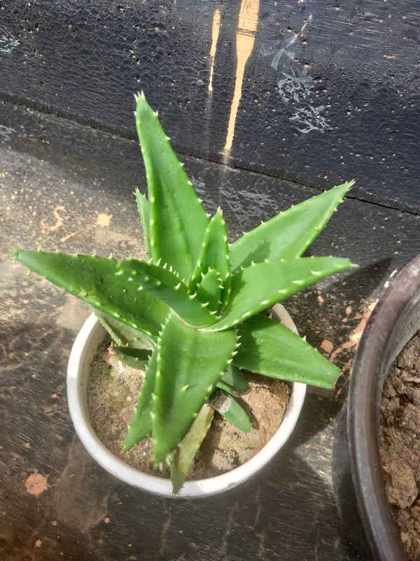 &OpenCurlyDoubleQuote;賤養&rdquo;才能開爆盆的植物，養的越精細，反而長得差