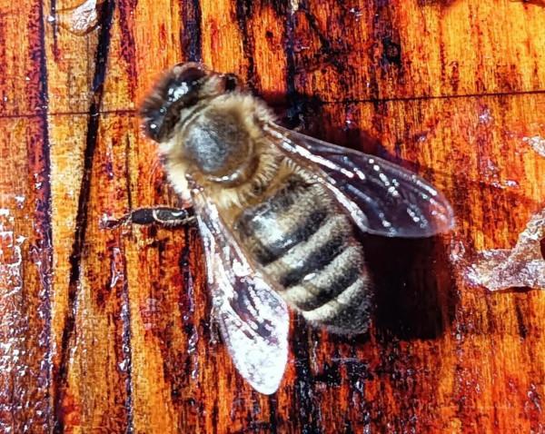 與義大利蜜蜂的一次親密接觸 與義大利蜜蜂的一次親密接觸
