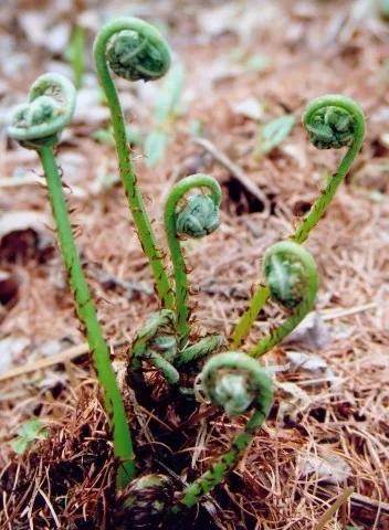 《百花集》（二百六十七）