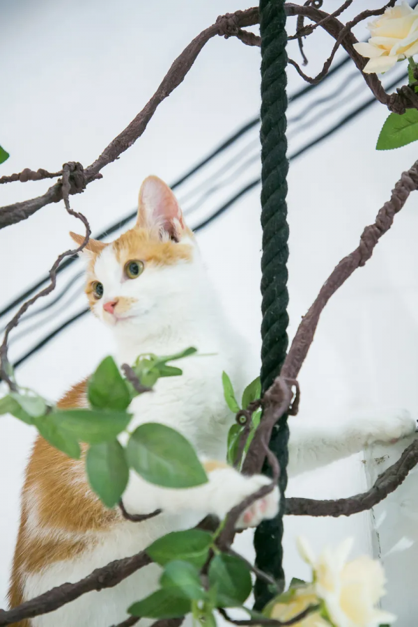 寵物咖,看過來,一定治癒你 寵物咖,看過來,一定治癒你