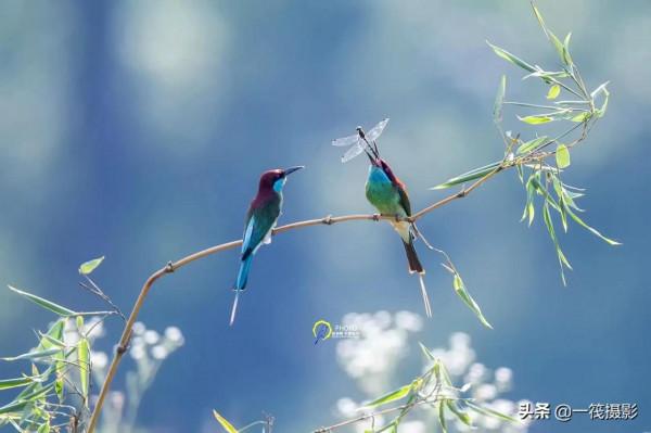 鳥兒美成雙。杭州翁劍敏/攝影 鳥兒美成雙。杭州翁劍敏/攝影