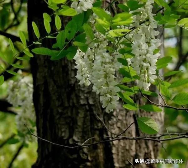 楊繼平•致敬大肚槐——革命老區平山記事