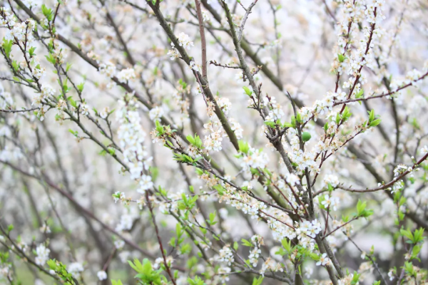 春風十里不如&OpenCurlyDoubleQuote;李&rdquo;