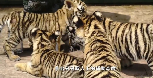 野生動物專家劉丹野化訓練東北虎，訓練虎崽，讓東北虎重返山林