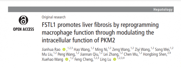 頂刊日報｜Gut：巨噬細胞在肝纖維化的關鍵作用