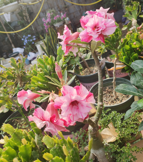 沙漠玫瑰幾天澆水？正確方法有3種，可以&OpenCurlyDoubleQuote;按天&rdquo;，也可以&OpenCurlyDoubleQuote;摸&rdquo;