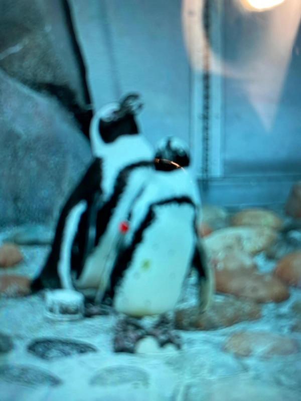 快來欣賞這些可愛的動物們