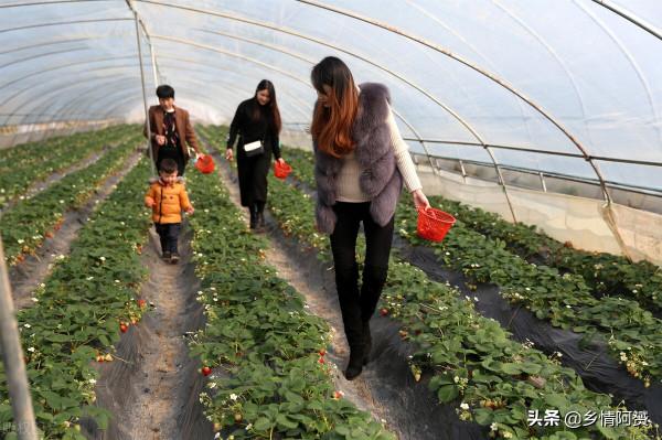 紅極一時的農村“採摘樂”,為何逐漸被大眾冷落 紅極一時的農村“採摘樂”,為何逐漸被大眾冷落